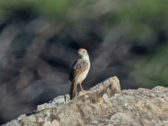 Cisticola lais
