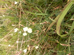 Vicia lutea