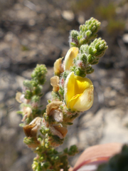 Aspalathus cymbiformis