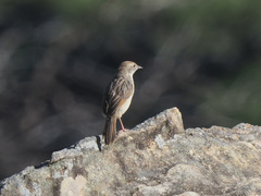 Cisticola lais
