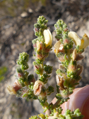 Aspalathus cymbiformis
