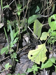 Rieppeleon kerstenii