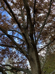 Quercus montana