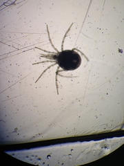 Hydrachnidia
