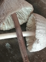 Mycena purpureofusca
