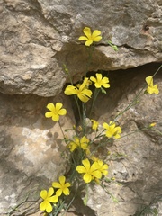 Linum maritimum