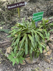 Prosthechea cochleata