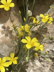 Linum maritimum