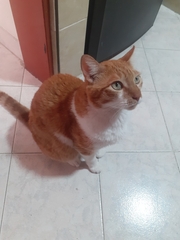 Felis catus