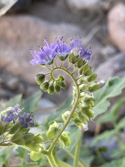 Phacelia scariosa