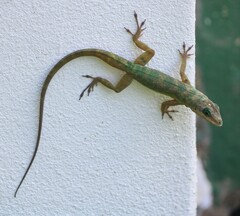 Anolis aeneus