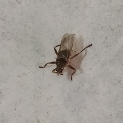 Hippoboscidae