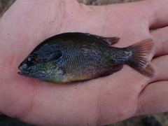 Lepomis aquilensis