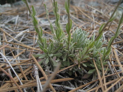 Boechera serpenticola