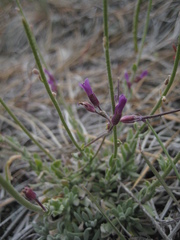Boechera serpenticola