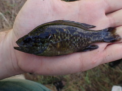 Lepomis gulosus
