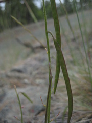 Boechera serpenticola