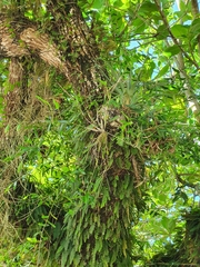 Dendrobium crumenatum