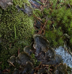Peltigera degenii