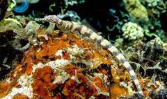 Corythoichthys flavofasciatus