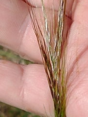 Stipa