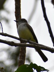 Myiarchus cinerascens