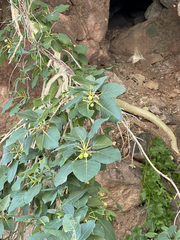 Ficus petiolaris palmeri