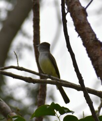 Myiarchus cinerascens
