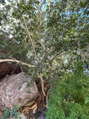Ficus petiolaris palmeri