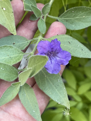 Ruellia californica