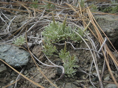 Antennaria dioica