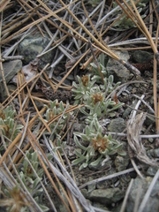 Antennaria dioica