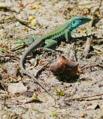 Ameiva tobagana