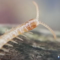 Haplophilus subterraneus