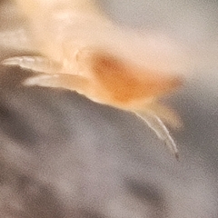 Haplophilus subterraneus