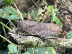 Colpolopha latipennis