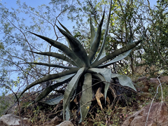 Agave sobria