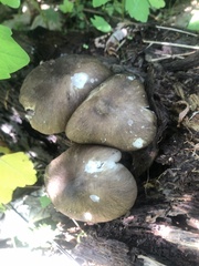 Fungi