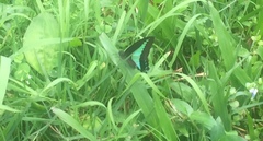 Graphium sarpedon luctatius