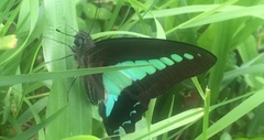 Graphium sarpedon luctatius
