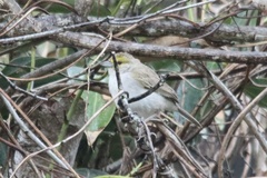 Ammodramus aurifrons