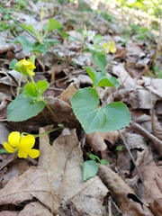 Viola pubescens