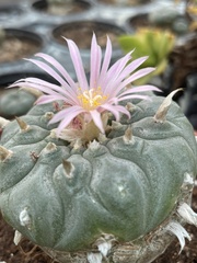 Lophophora