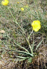 Ranunculus gramineus