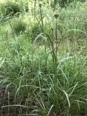 Scirpus