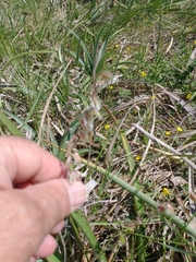 Melica brasiliana
