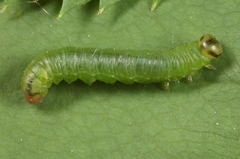 Pristiphora armata