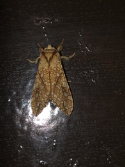 Lophocampa