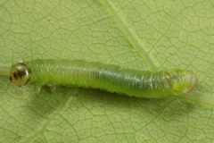 Pristiphora armata