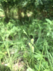 Carex